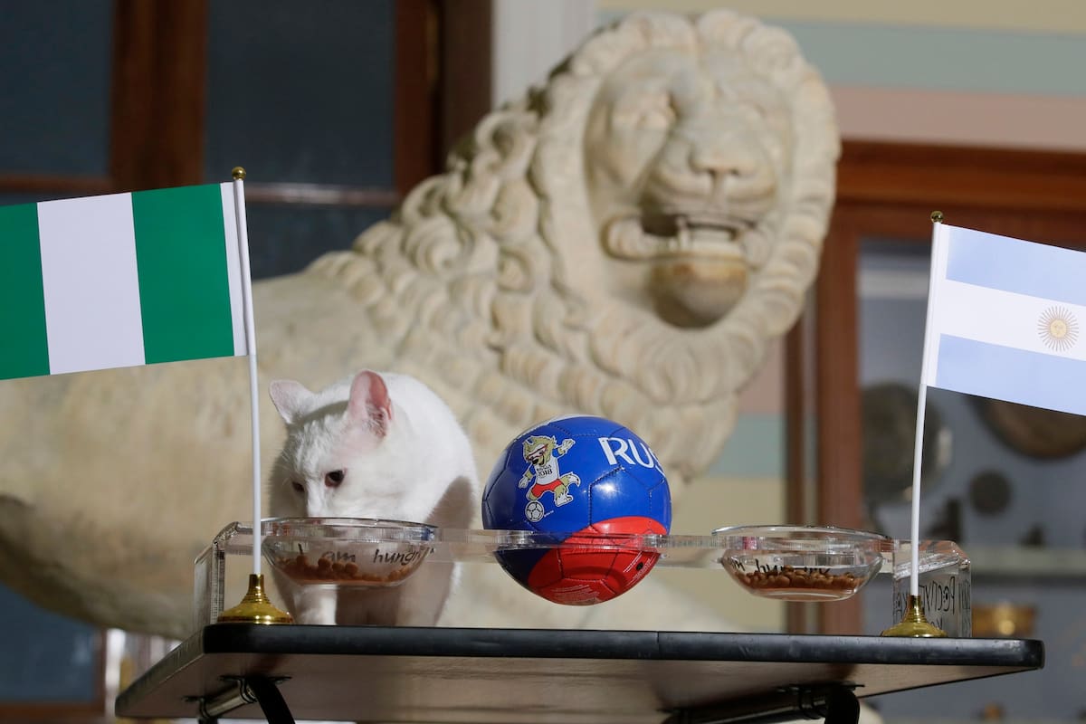 Lo que no queríamos ver: el gato Aquiles se inclina por el plato de comida nigeriano