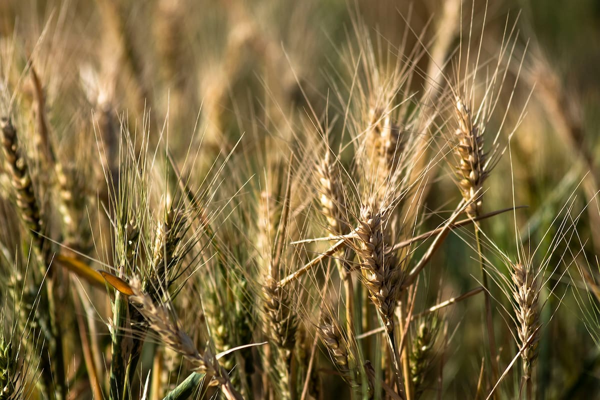 Lo que ocurra con los fenómenos climáticos es clave para la agricultura, que se vio muy afectada por las sequias en los últimos tiempos