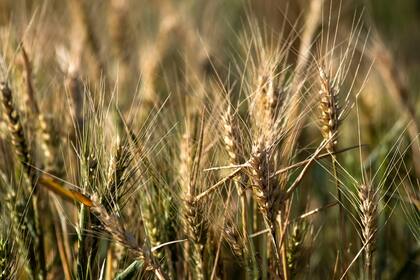Lo que ocurra con los fenómenos climáticos es clave para la agricultura, que se vio muy afectada por las sequias en los últimos tiempos