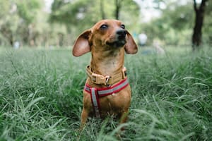 Lo que parece una simple costumbre puede revelar un desequilibrio físico o emocional que el animal intenta resolver por sí solo