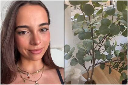 Lo que sucedió con la planta se viralizó en TikTok