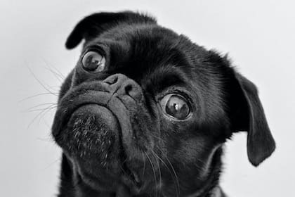 Lo sorprendente de este estudio sobre el comportamiento canino es que la personalidad humana también se agrupa en cinco tipos diferentes (Foto Pexels)
