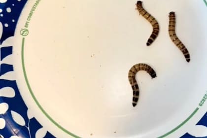 "Lo único que quería era ropa de Missguided y una falda vaquera, pero en lugar de eso me cayeron gusanos del paquete", contó Emma Coad