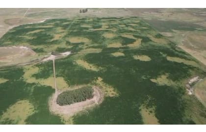 Lo verde más claro es la soja que se está secando en un campo del partido de Carlos Tejedor