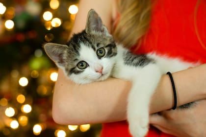 Lo vómitos ocasionales del gato pueden no significar nada malo