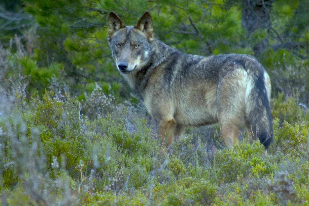 Lobo avistado en la Sierra de la Culebra