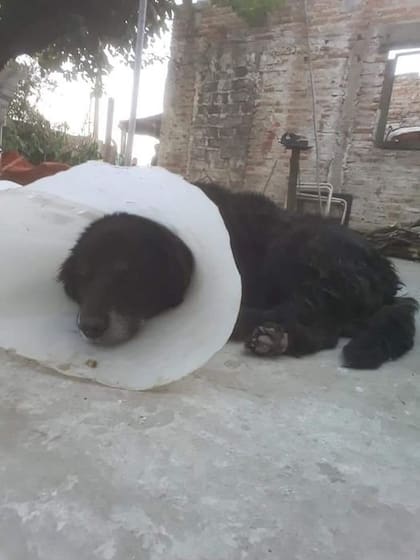 Lobo, el perro mortalmente arrollado