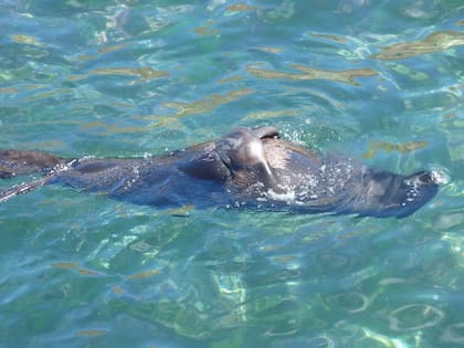 Lobo fino de Juan Fernández