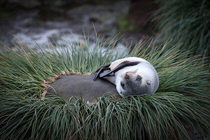 Lobo marino de Kerguelen en South Georgia.