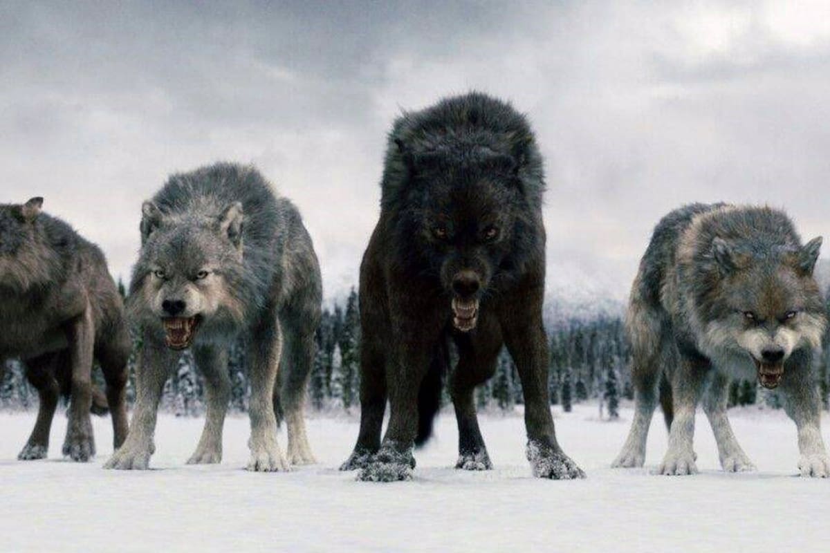 Lobos de la serie Juego de Tronos