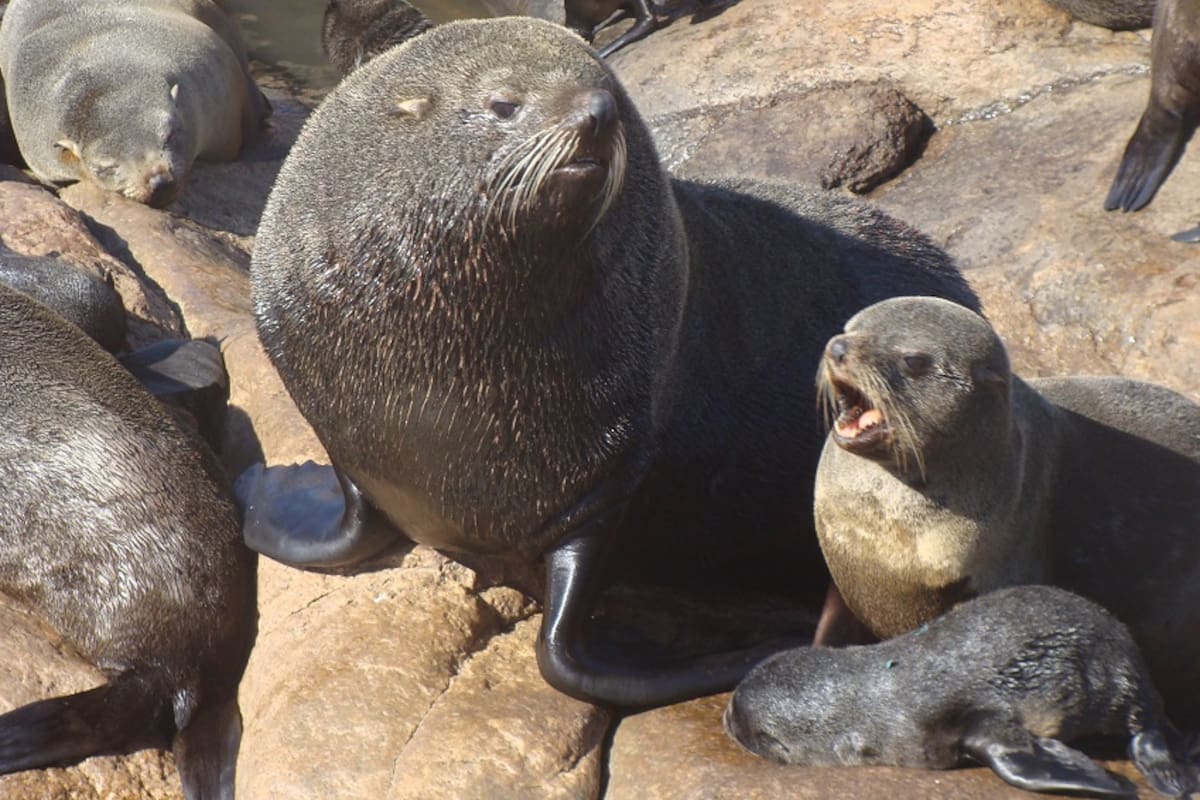 Lobos marinos de dos pelos (Foto: Valentina Franco Trecu).