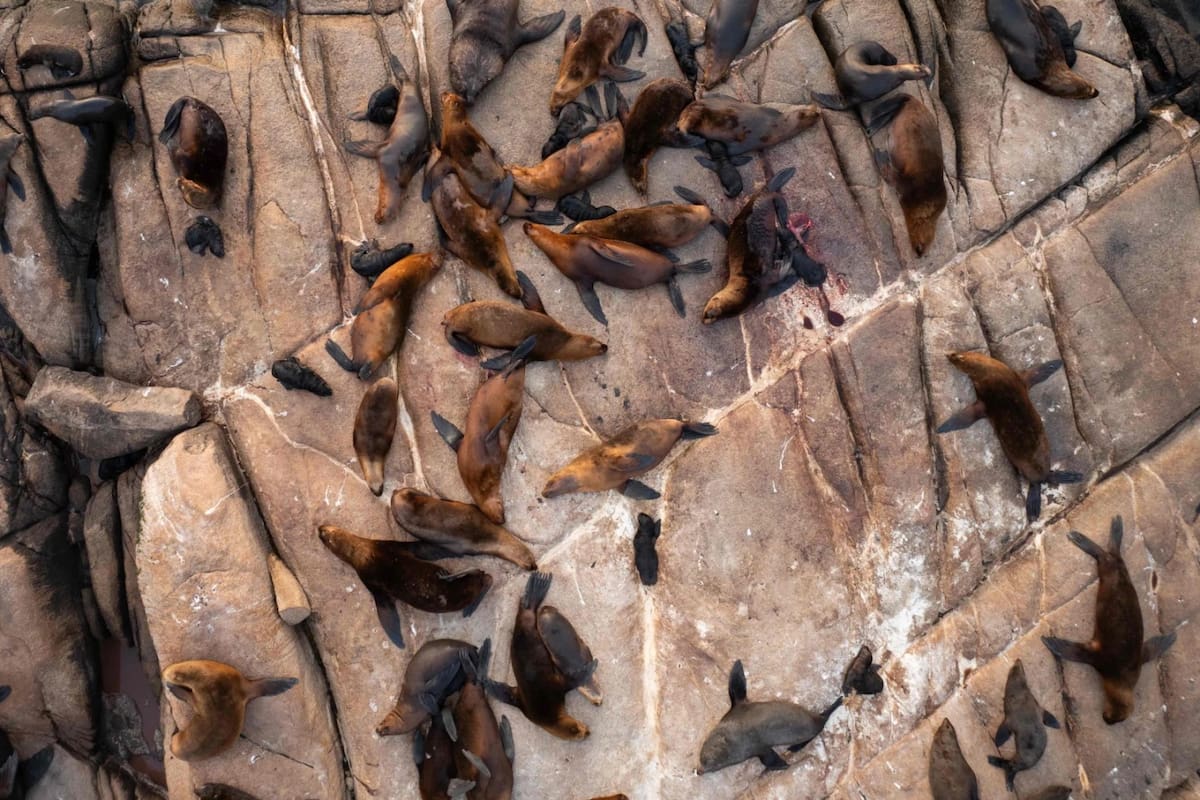 Lobos y leones marinos en Cabo Polonio.