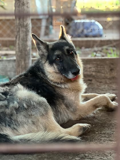 Logan se recuperó de la lesión en la cadera y volvió a caminar sin problemas.