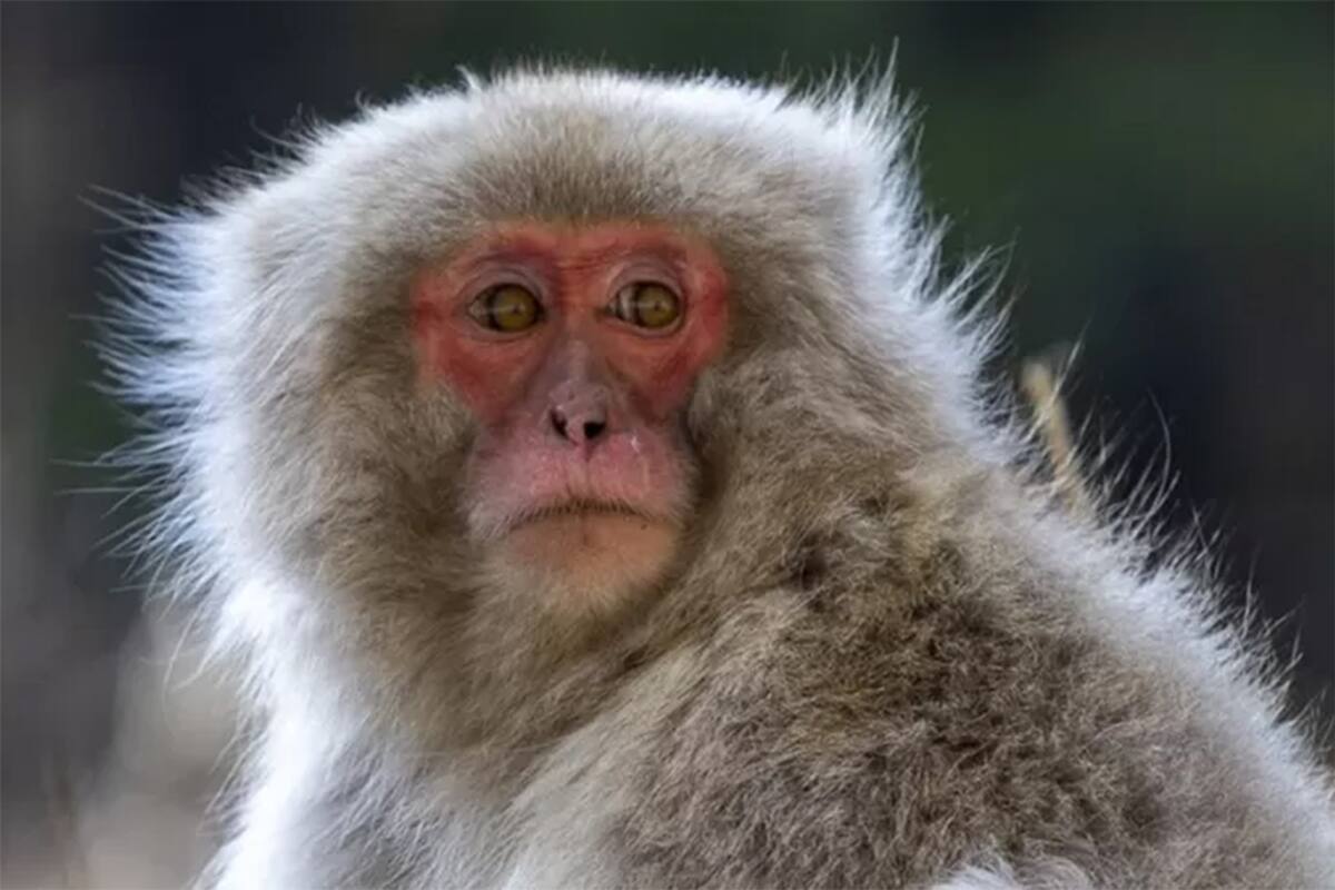 Lograron capturar a uno de los monos que atacó a personas en las últimas tres semanas