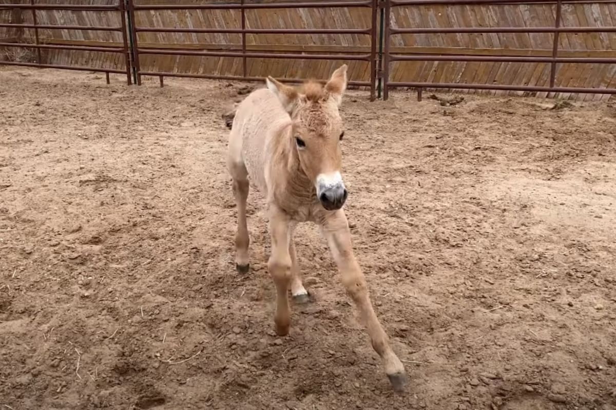 Lograron clonar una variedad de caballo que se había visto casi extinta luego de los hechos ocurridos en el reactor nuclear de Chernobyl