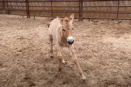 Lograron clonar una variedad de caballo que se había visto casi extinta luego de los hechos ocurridos en el reactor nuclear de Chernobyl