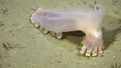 "Loki" (Peniagone sp.) es un equinodermo de aguas profundas, nombrado por sus cuernos similares a los del dios de la leyenda nórdica