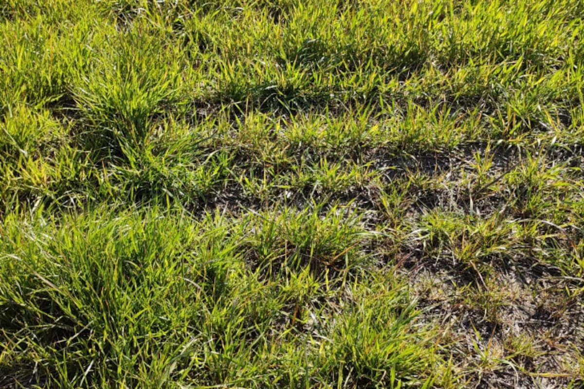 Lolium multiflorum resistente a graminicidas FOP’s, DIM’s y DEM’s, en la provincia de Entre Ríos