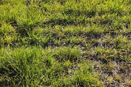 Lolium multiflorum resistente a graminicidas FOP’s, DIM’s y DEM’s, en la provincia de Entre Ríos