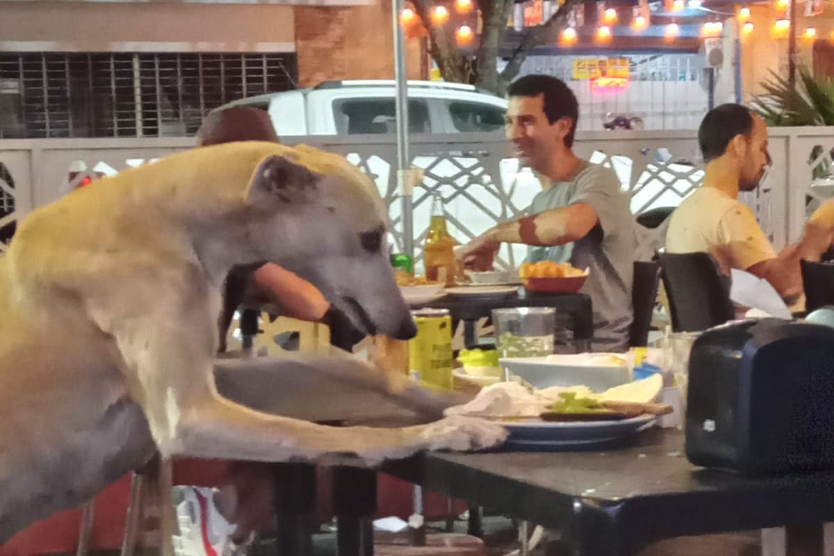 Lolo comía las sobras que quedaban en los platos de los bares.
