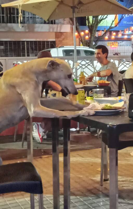 Lolo comía las sobras que quedaban en los platos de los bares.