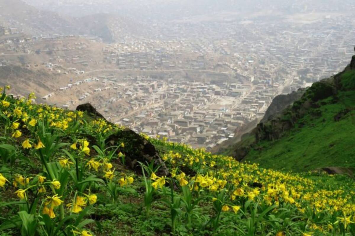 Lomas de Cicasos en el distrito de San Bartolo, Perú, cubiertas de verdor y flores