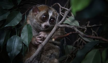 Loro pigmeo es una de las especies que se podrán visitar en el Zoológico del Bronx (Zoológico del Bronx)