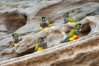 Loros en El Cóndor, Viedma.