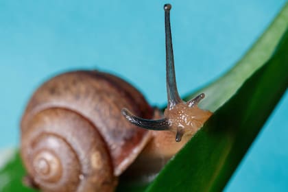 Los 10 trucos para eliminar a los caracoles de tu jardín