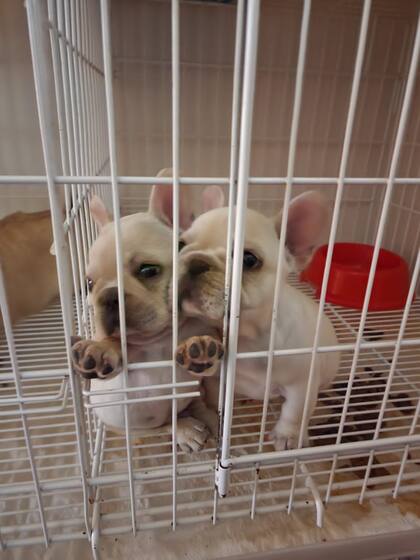 Los 22 perros se encontraban hacinados, sin los cuidados necesarios y, algunos de ellos, con enfermedades graves como cáncer