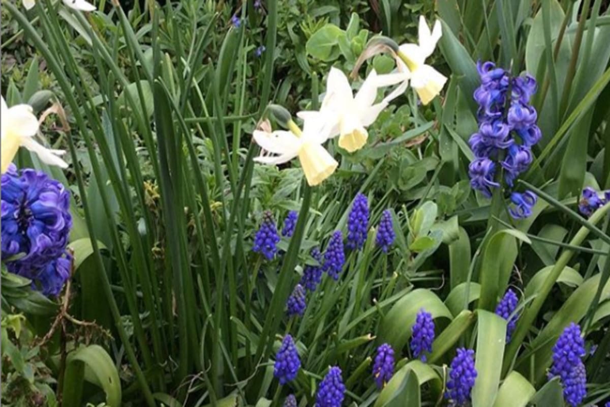 Los 3700 jardines privados que abren al público en Inglaterra pueden ser visitados de manera virtual. El príncipe Carlos apoya la iniciativa