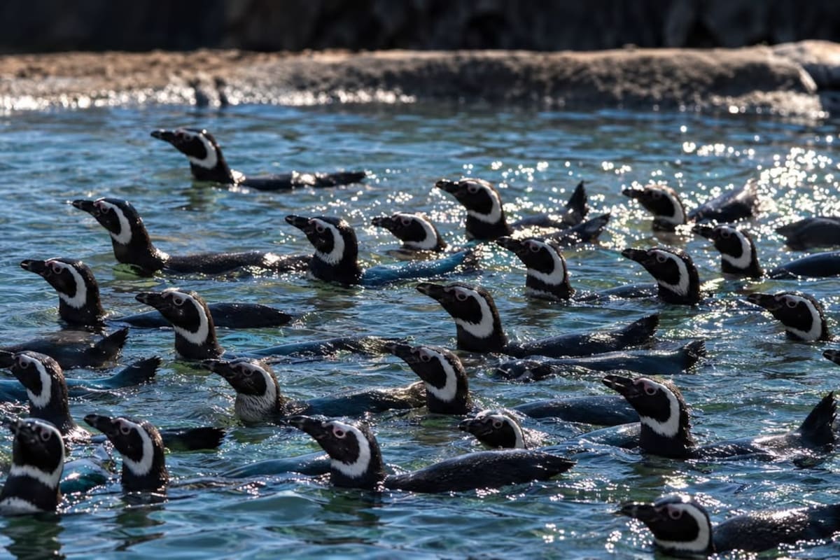 Los 43 pingüinos magallánicos trasladados desde el Aquarium Mar del Plata ya comenzaron a adaptarse a su nuevo hogar en Río Negro