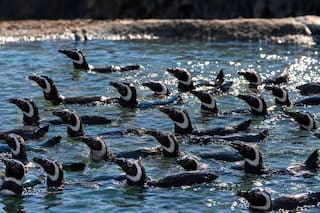 43 pingüinos magallánicos comienzan una nueva vida en la Patagonia