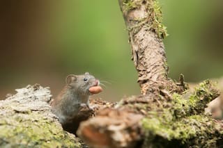 Los 6 países con casos de hantavirus