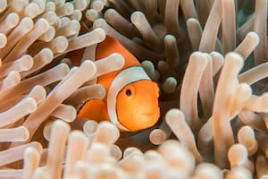 Los 7 animales que pueden cambiar de sexo