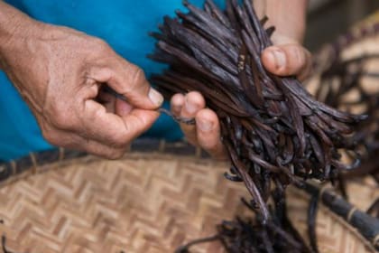 Los 80.000 cultivadores de Madagascar producen más vainilla que cualquier otro país
