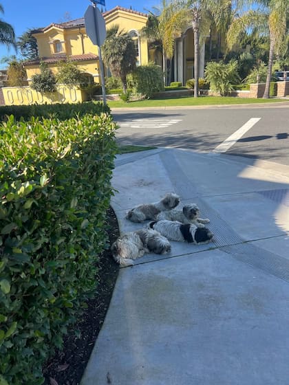 Los abandonaron y los perros permanecieron juntos.