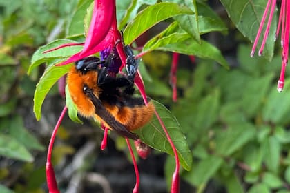 Los abejorros nativos (Bombus dahlbomii) son conocidos como mangangá y están en peligro de extinción