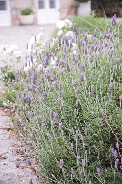 Los aceites esenciales de la lavanda se liberan con el roce