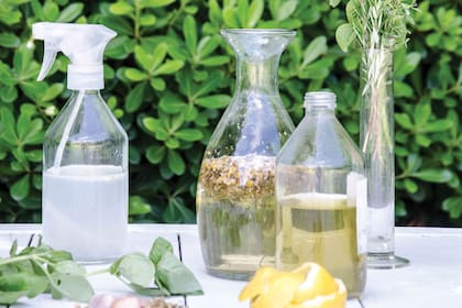 Los aceites esenciales se pueden hacer en el hogar, siguiendo un procedimiento específico