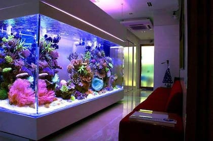 Los acuarios marinos con arrecifes de coral son la opción más lujosa para los fanáticos de las peceras