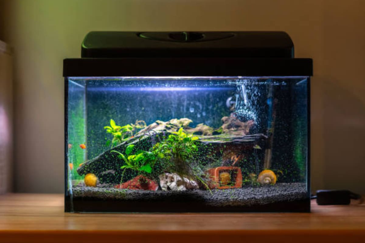 Los acuarios se pueden tener en el hogar (Foto Pexels)