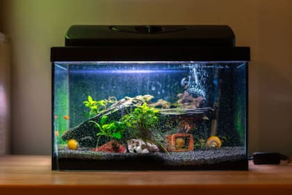 Los acuarios se pueden tener en el hogar (Foto Pexels)