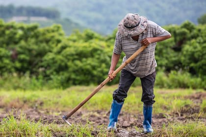 A male farmer who is using a shovel to dig the soil in his rice fields.