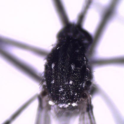 Los adultos de Ae. vittatus tienen un tórax oscuro sobre el que resaltan seis topos o manchas blancas circulares que le dan un aspecto moteado
