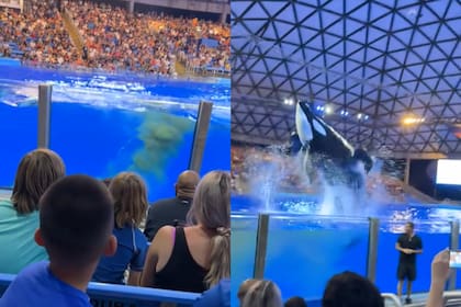 Los afectados fueron trasladados a un área de desinfección después de mojarse con las heces de la orca