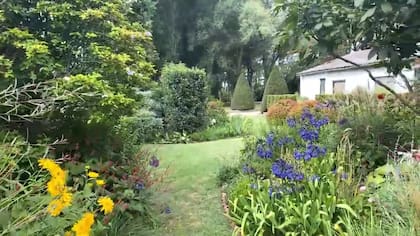 Los Agapanthus inapertus dan ritmo al cantero a fin de verano. Se ve el contraste entre lo formal de los setos, conos de taxus y bochas y la plantación suelta de los canteros