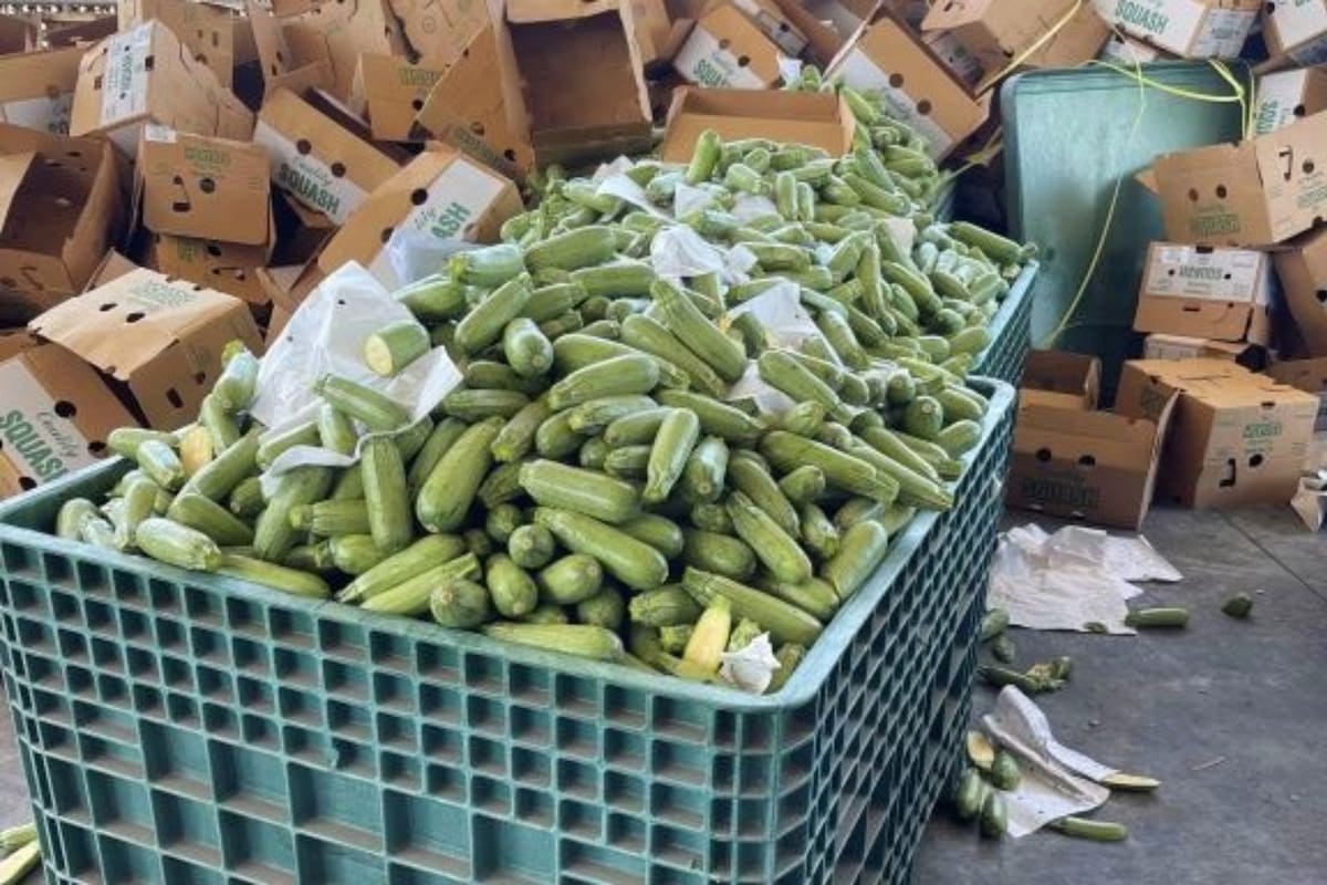 Los agentes de CBP descubrieron 1419 paquetes de algo ilegal ocultos dentro de un envío de zucchini