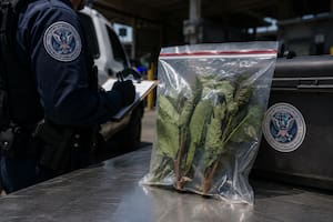 Qué es el khat, el alucinógeno africano que la CBP incautó en Virginia: se dirigía a California