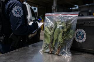 Qué es el khat, el alucinógeno africano que la CBP incautó en Virginia: se dirigía a California